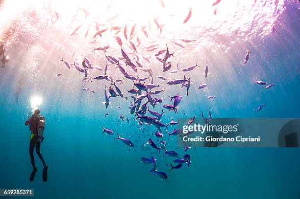 the underwater world of maldives. - swimming fish stock pictures, royalty-free photos & images