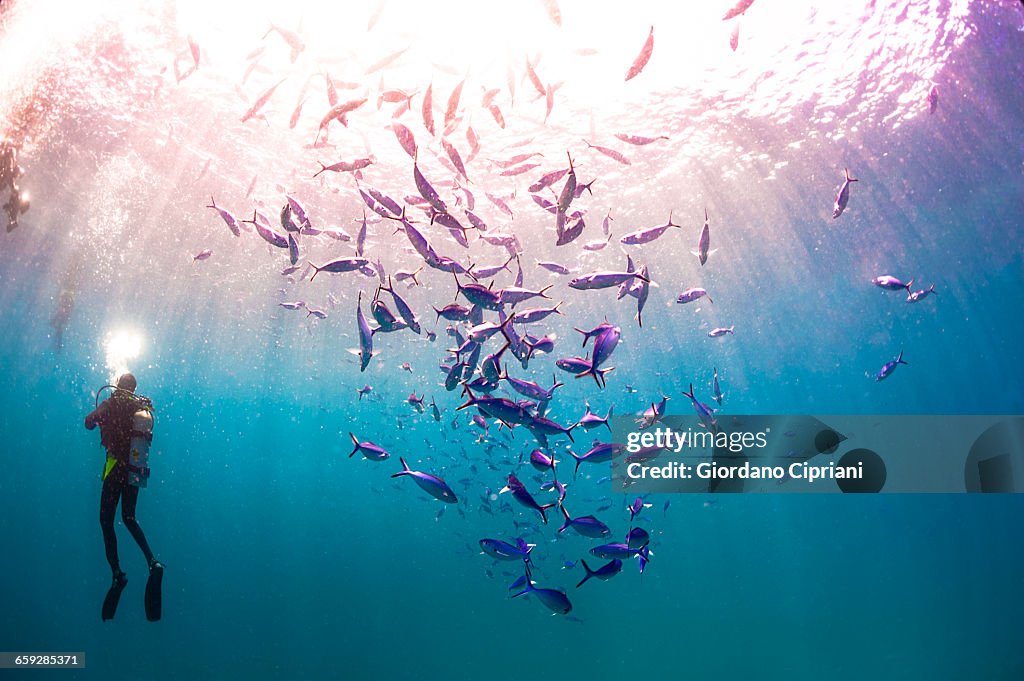 The underwater world of Maldives.