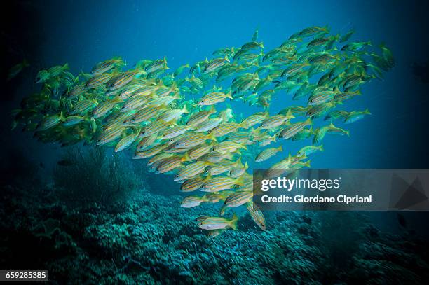 the underwater world of maldives. - bluelined snapper stockfoto's en -beelden