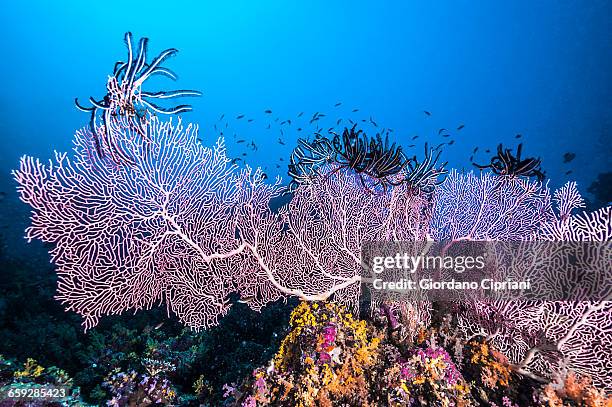 the underwater world of maldives. - maldives coral reef stock pictures, royalty-free photos & images