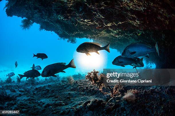 the underwater world of maldives. - meeresboden stock-fotos und bilder