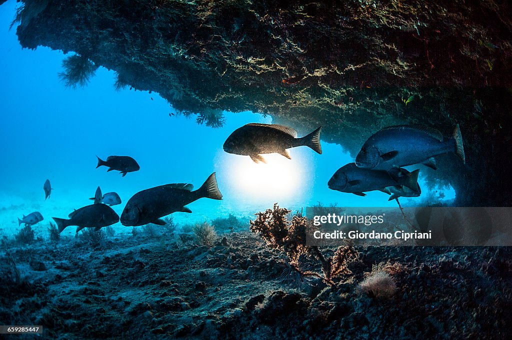 The underwater world of Maldives.