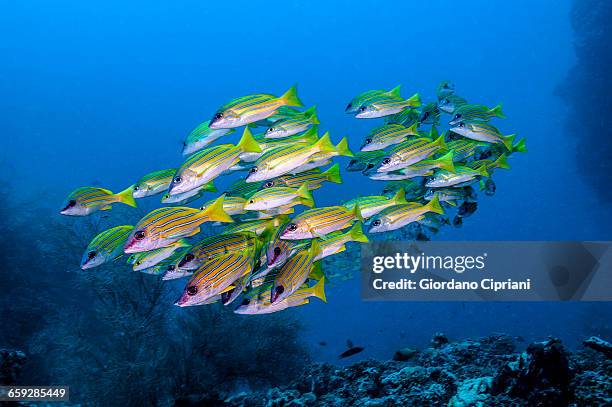 the underwater world of maldives. - lutjanus kasmira stock pictures, royalty-free photos & images