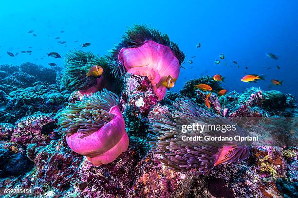 the underwater world of maldives. - coral cnidarian stock-fotos und bilder