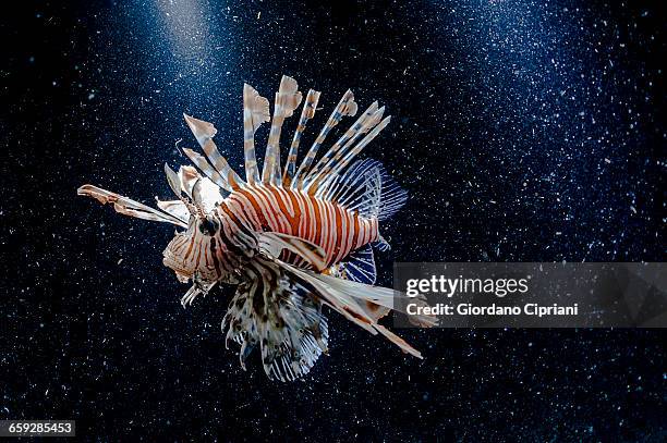 the underwater world of maldives. - lionfish stock pictures, royalty-free photos & images