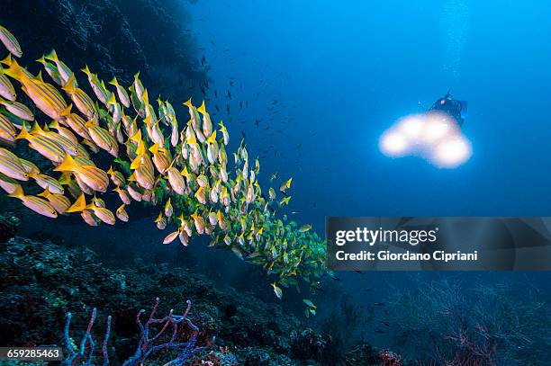 the underwater world of maldives. - bluelined snapper stockfoto's en -beelden