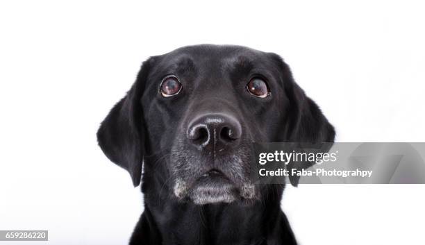 labrador - weibliches tier stock pictures, royalty-free photos & images