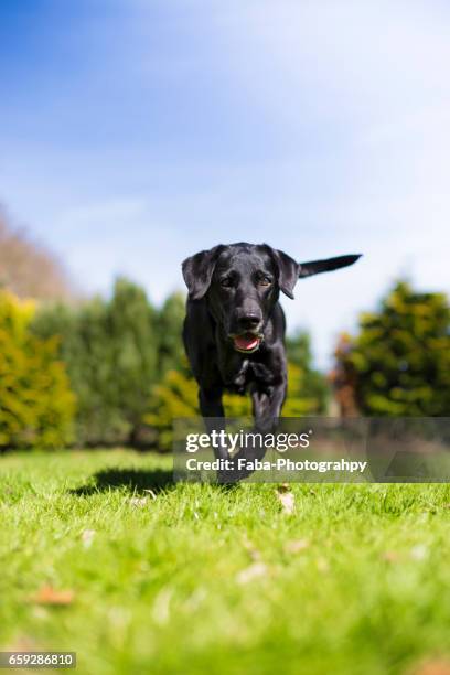 labrador running - rassehund ストックフォトと画像