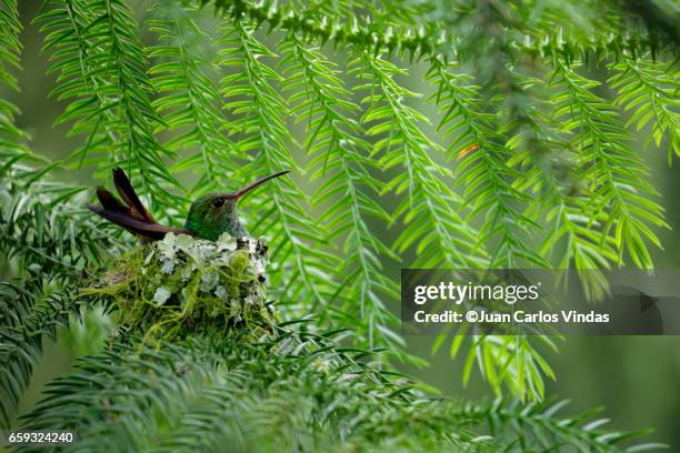 rufous-tailed hummingbird - vogelnest stock-fotos und bilder