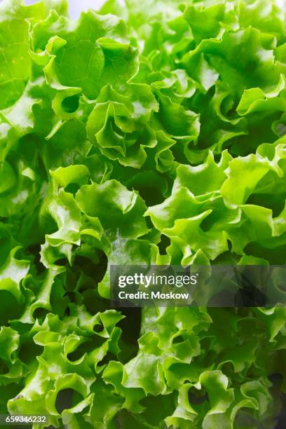 fruits and vegetable - green salad stock pictures, royalty-free photos & images