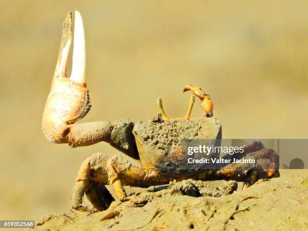 european fiddler crab (uca tangeri) - wenkkrab stockfoto's en -beelden