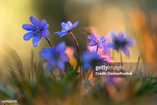 anemone hepatica - anemone hepatica spring stock pictures, royalty-free photos & images