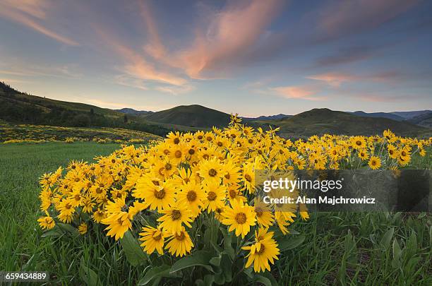 methow valley wildflowers - methow valley stock pictures, royalty-free photos & images