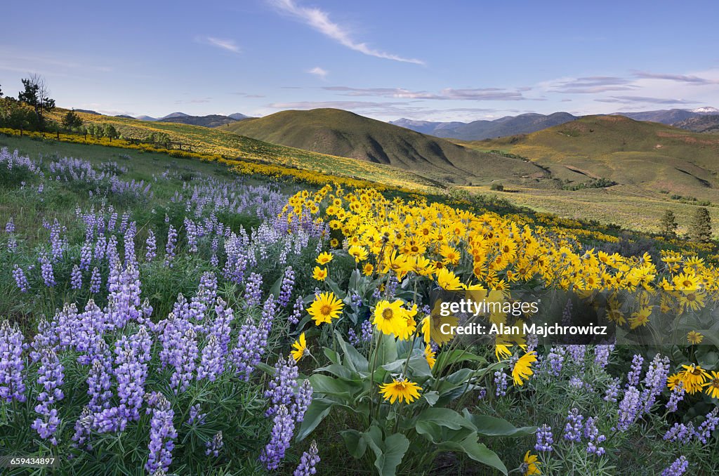 Methow Valley Wildflowers