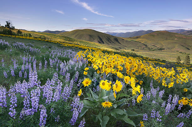 methow valley wildflowers - spring landscape stock pictures, royalty-free photos & images