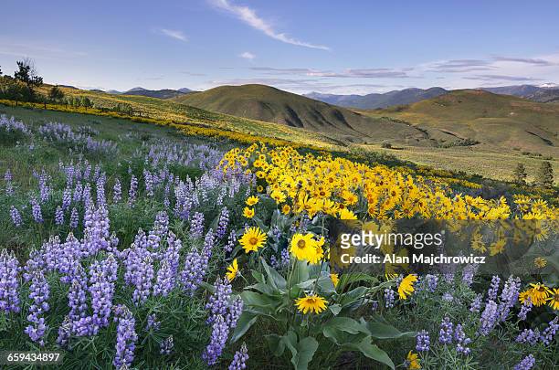 methow valley wildflowers - cascade mountain range stock pictures, royalty-free photos & images