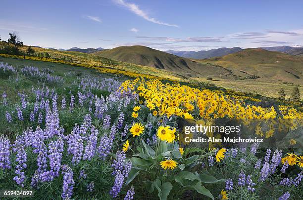 methow valley wildflowers - north cascades national park bildbanksfoton och bilder