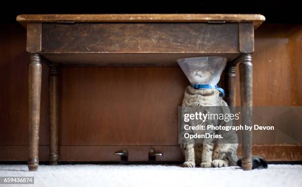 trapped cat with a medical cone - bloccato foto e immagini stock