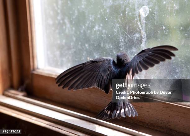 trapped bird on a windowsill - trapped bird stock pictures, royalty-free photos & images