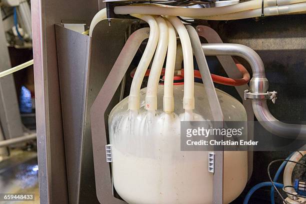 milking cows by a robot - milking machine stock pictures, royalty-free photos & images