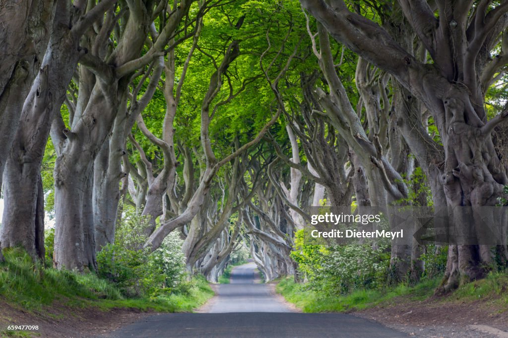 The Dark Hedges, Northern Ireland