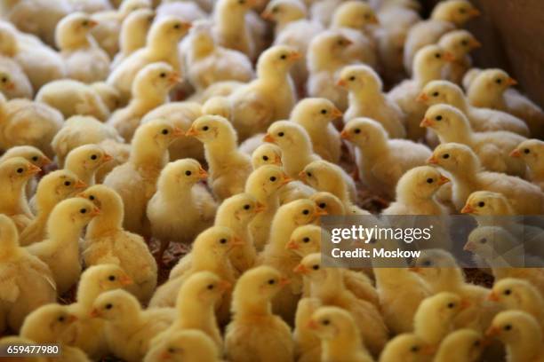 chick babe farm - rio ave stock pictures, royalty-free photos & images