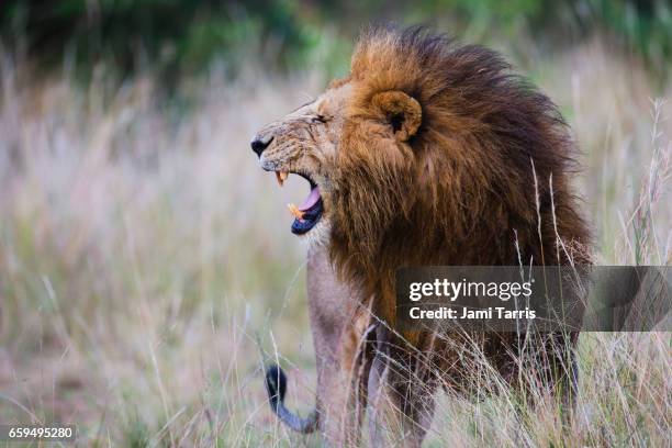 a dominant male lion scenting and exhibiting flehmen response - lion roar stockfoto's en -beelden