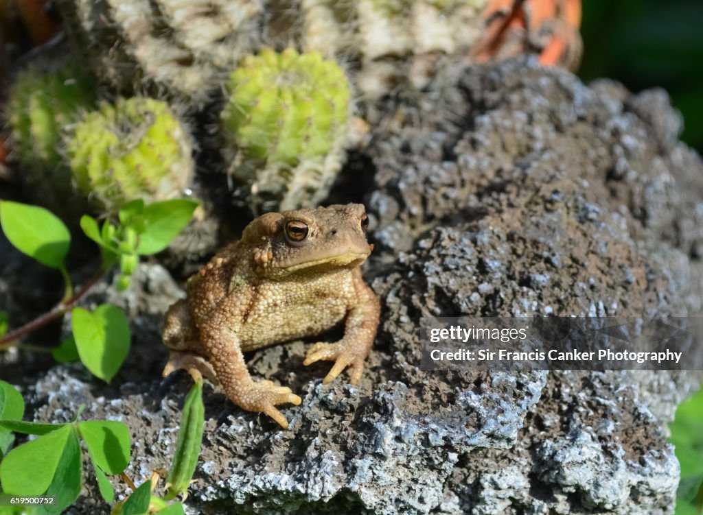 Toad On Rocks Juvenile Toad Portrait On Volcanic Rocks With Cactus High-Res Stock ...