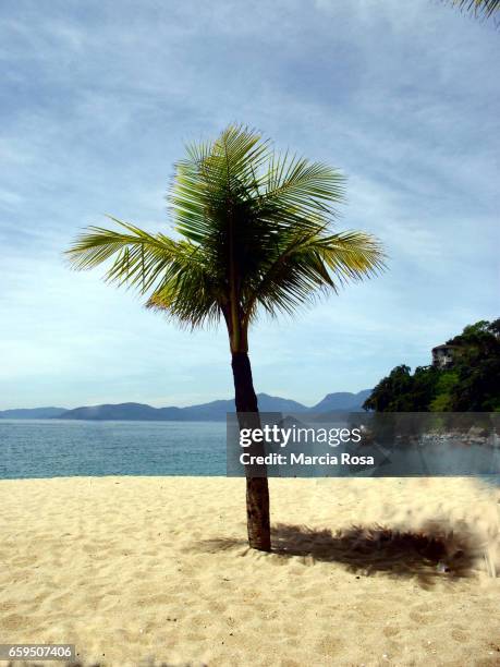 palm tree - areia stock-fotos und bilder