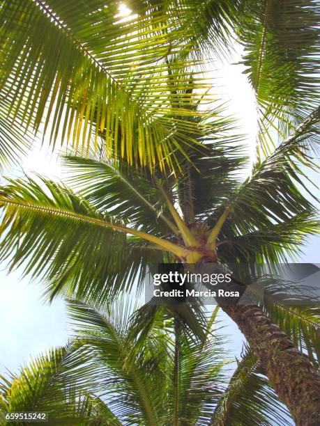 coconut palm - tronco stock-fotos und bilder