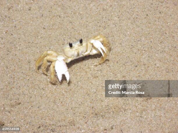 crab on sand - areia 個照片及圖片檔