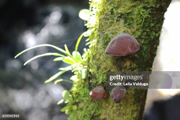 mushroom auricularia auricula-judae - auricularia auricula judae stock pictures, royalty-free photos & images