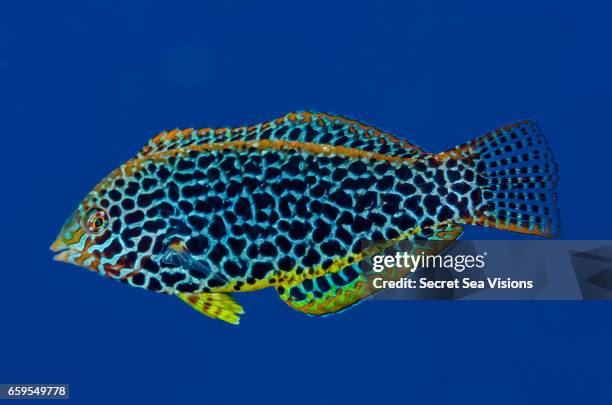 leopard wrasse - wrasses stock pictures, royalty-free photos & images