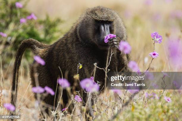 a male baboon eating the new morning glory blooms - anubis stock pictures, royalty-free photos & images