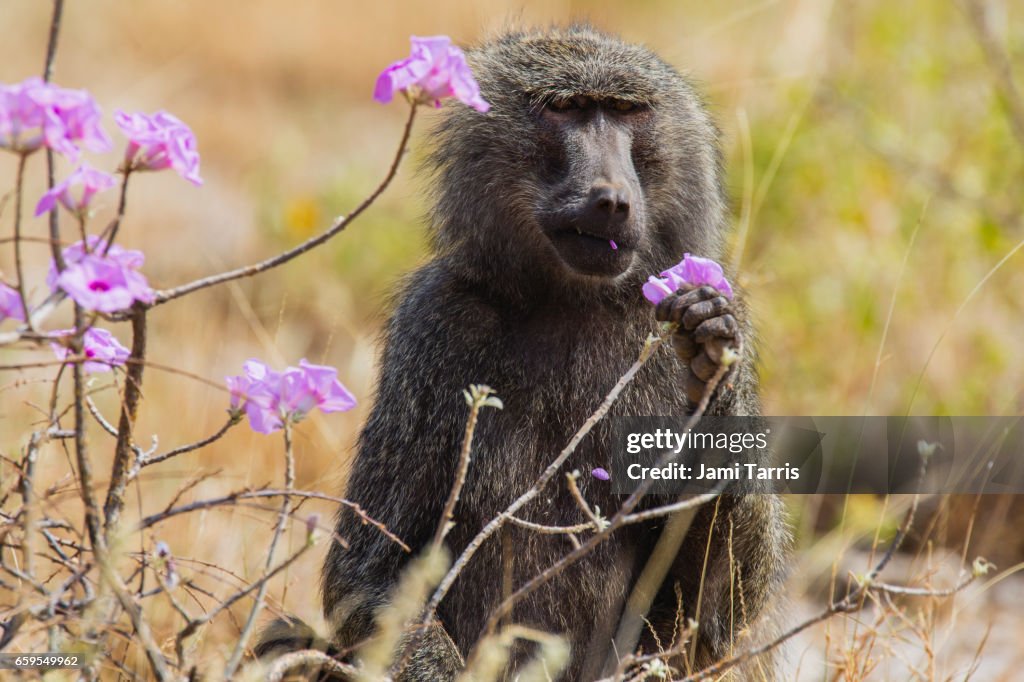 A male baboon eating the new morning glory blooms