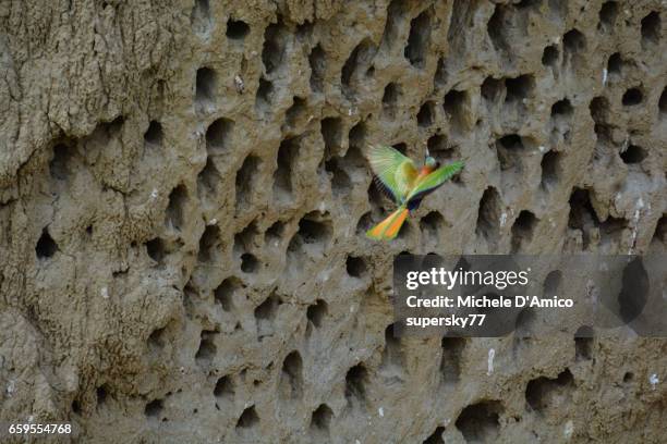 red-throated bee-eater (merops bulocki) flying to its nest in the cliff. - murchison falls national park stock pictures, royalty-free photos & images