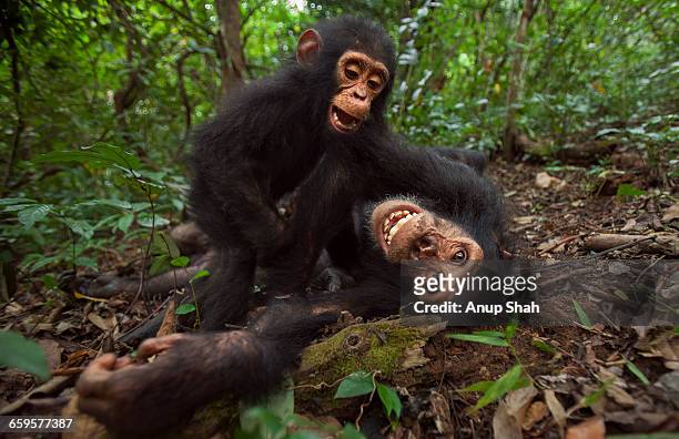 eastern chimpanzee juvenile male gimli with gizmo - chimpanzee stockfoto's en -beelden