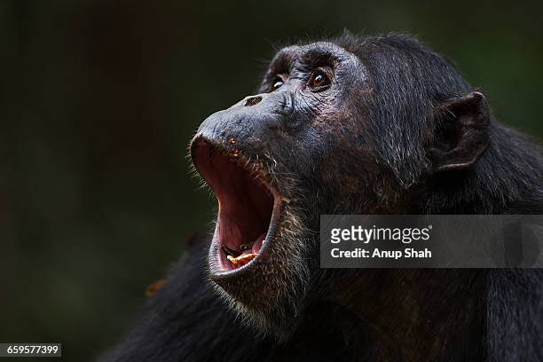eastern chimpanzee male titan calling - richiamo foto e immagini stock