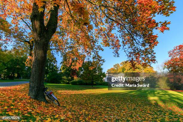 autumn maple tree - rosendal palace on djurgården, stockholm, sweden - djurgarden stock pictures, royalty-free photos & images