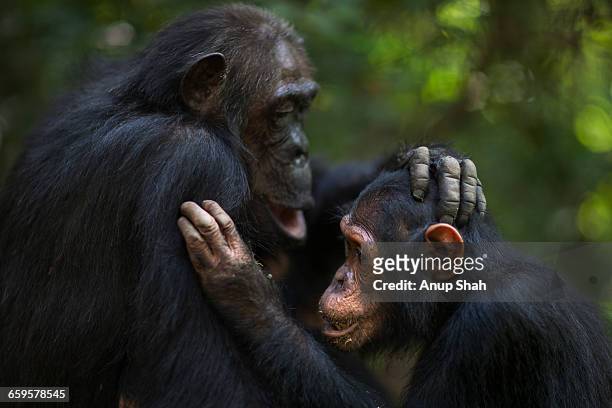 eastern chimpanzee female gremlin and son gimli - grooming fotografías e imágenes de stock