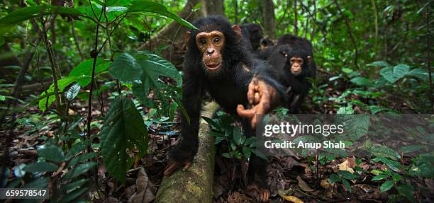 eastern chimpanzee infant male gizmo - common chimpanzee stock pictures, royalty-free photos & images