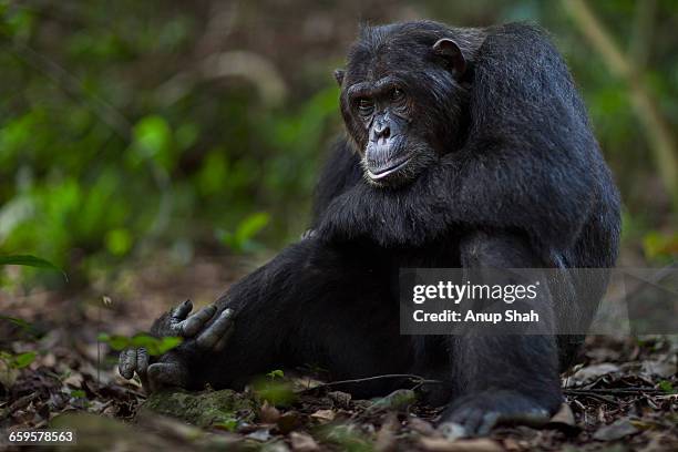 1,073 Alpha Animals Photos and Premium High Res Pictures - Getty Images 1,073 Alpha Animals Photos and Premium High Res Pictures - Getty Images