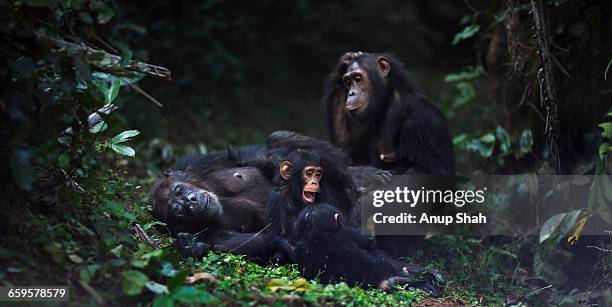 eastern chimpanzee female gremlin and family - chimpanzee stock-fotos und bilder