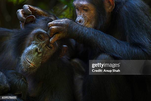 eastern chimpanzee adolescent male grooming female - chimpanzee stock-fotos und bilder