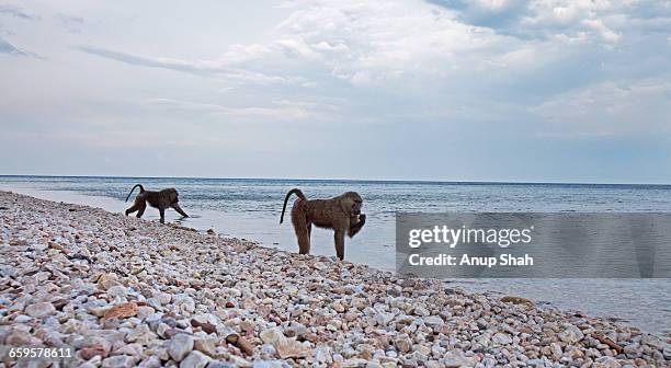 olive baboons foraging along lake shore - tanganyikasjön bildbanksfoton och bilder