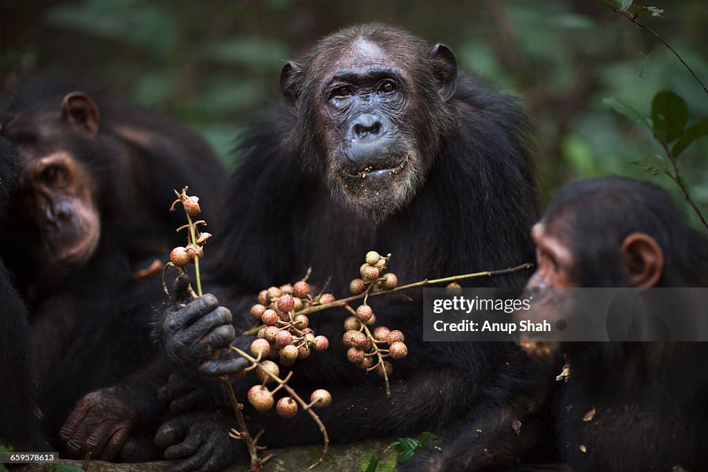 Eastern chimpanzee female Gremlin feeding