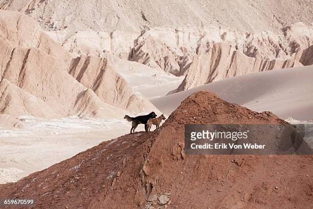 landscapes of the atacama desert - desert dog stockfoto's en -beelden