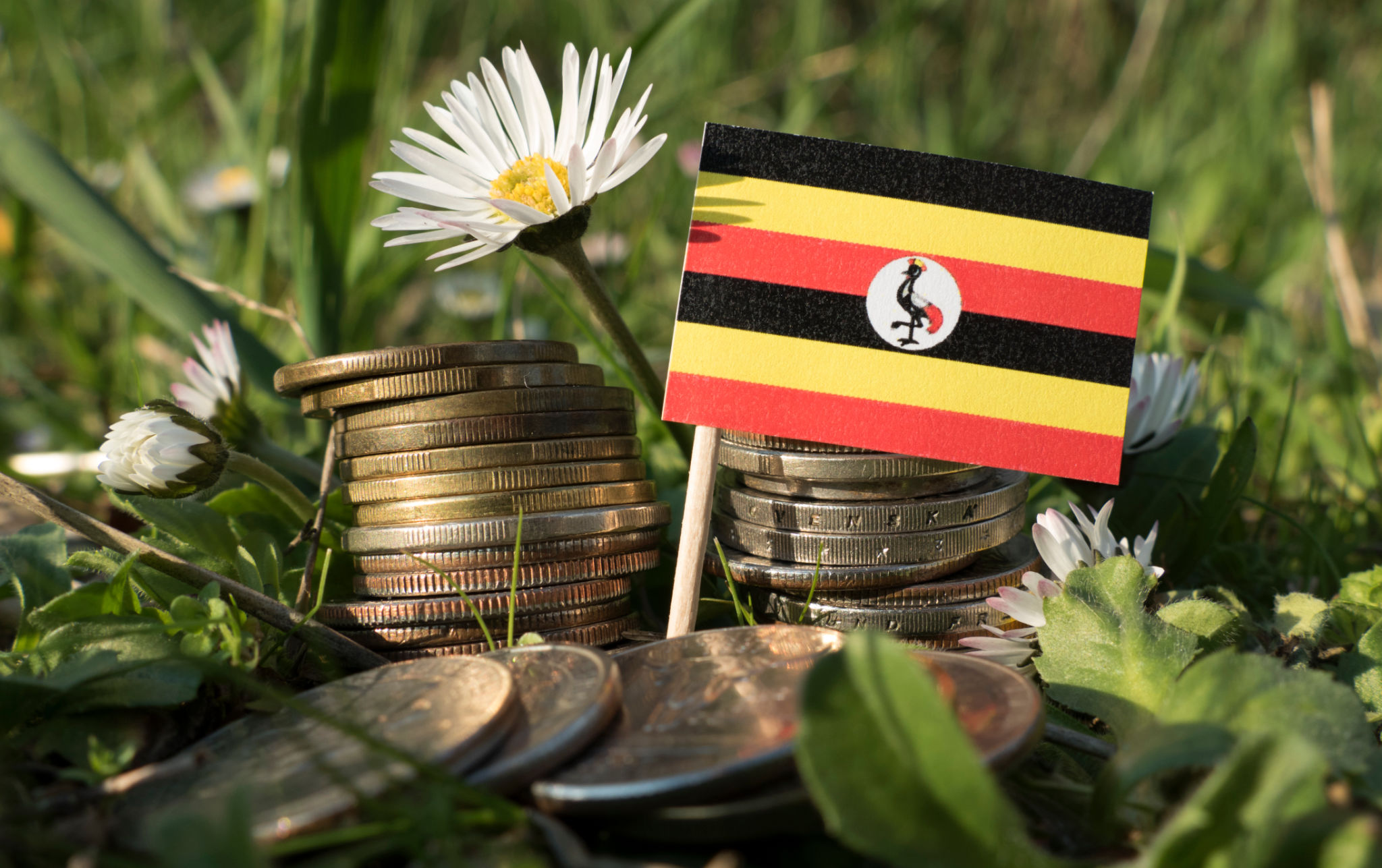 uganda consulting