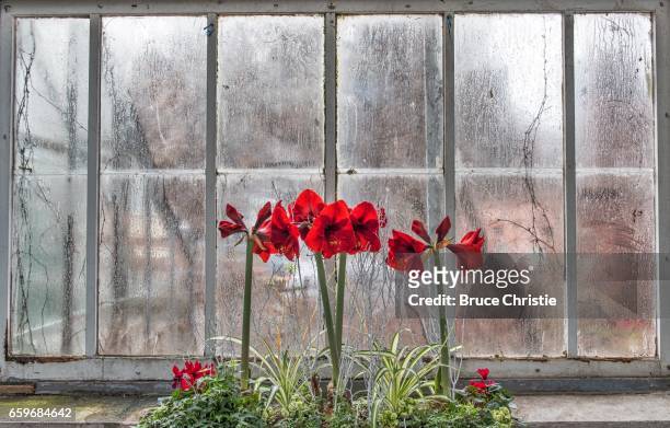 amaryllis at allan gardens - amaryllis stock pictures, royalty-free photos & images