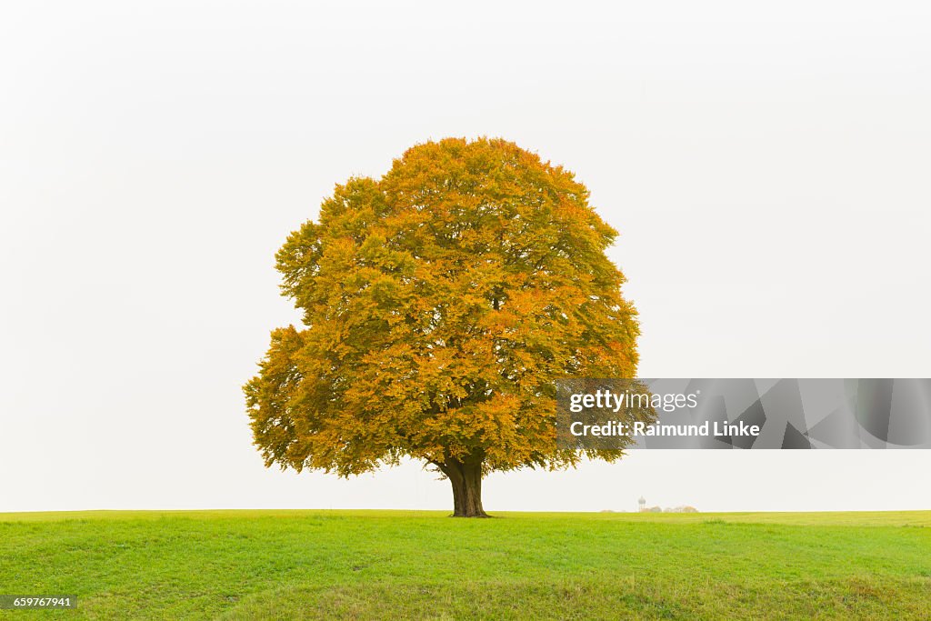 Beech Tree in Autumn